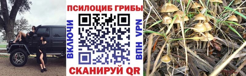 Купить где  Ершов  Галлюциногенные грибы Magic Shrooms 